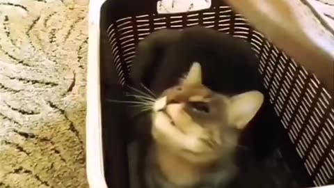 Funny cat videos