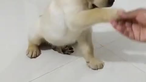 Dog Trained to Shake Hand ✋