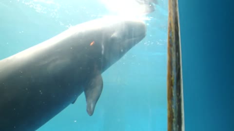 Chester the False Killer Whale