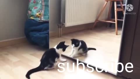 Cute cat funny play with mirror