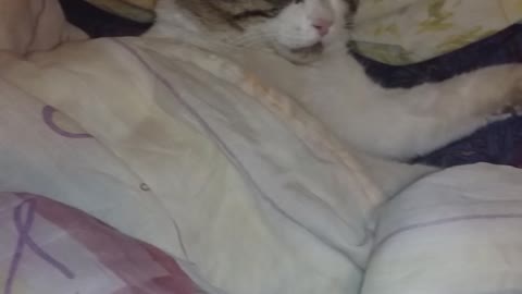 Cat has funny sleeping routine