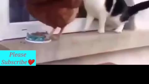 Hen 🐔 is like a Boss 😎 👸| So Cute Animals Video| Hen and cat fight