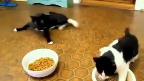 Cat want to eat food | funny cat walk |