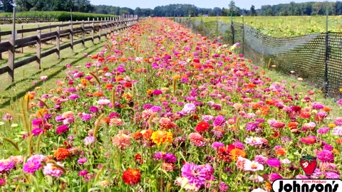 Relaxing flight over Stunning flowers Watermelon Festival This Weekend at Johnson's Farm Produce