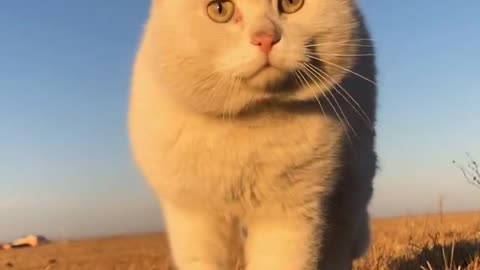 Cats living in the Hulunbuir prairie