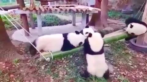 Funny And Cute Panda Videos Compilation 2021 Super cute