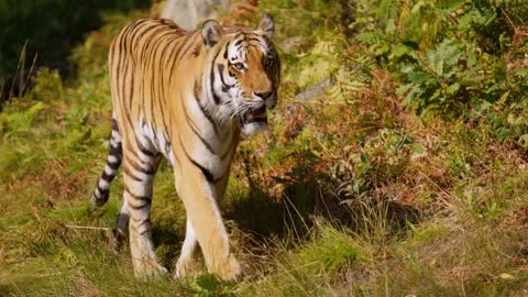 Tiger walking against camera at grass in the forest