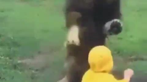 Lion trying to attack on toddler in zoo