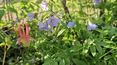 Native Plants & Wildflowers to Attract Pollinators.