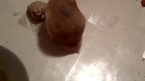 Hamster eating bread