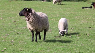 Adorable Baby Sheep Learned How To Walk With Father Assist In Farm