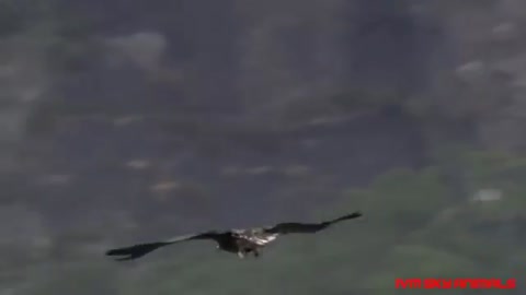 Swallow Bird Big Battle In The Sky Eagle - Swallow Bird Vs Eagle | Amazing Attack of Animals