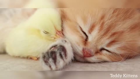 Sweet kitten sleeps with chicken