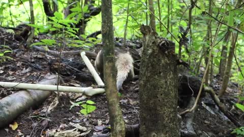 Los Buzos Guides Rescue Tamandua (Collared Anteater) From Fishermans Net