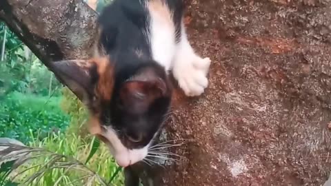 Funniest Cat Ever! This Hilarious Cat Video Will Make You Laugh in Seconds