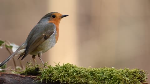 Robin Bird On Nature