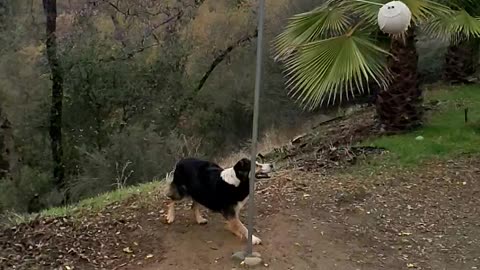 Our dog loved tether ball!