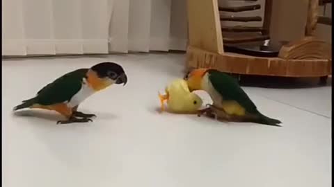 funny parrots