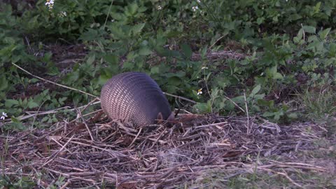 Nine-banded armadillo feeding at sunset