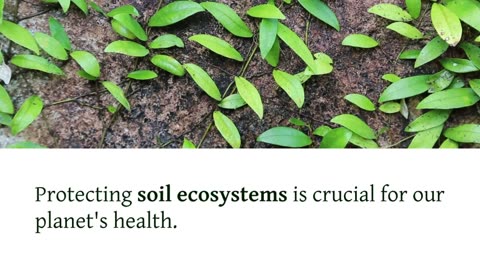 The Hidden Sounds of the Earth: What Our Soil is Telling Us