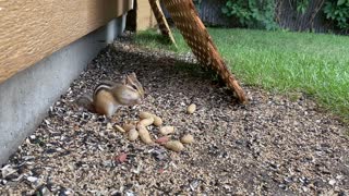 Happy Alvin and his peanuts!