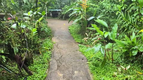 [5th Stop] EL COCORA 🦋🐦 Butterflys & Hummingbirds In The Cloud Mountains #costarica #tourism