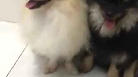 2 dogs look laughing when they get punished from their owner