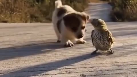 Never seen such friendship between puppy and bird