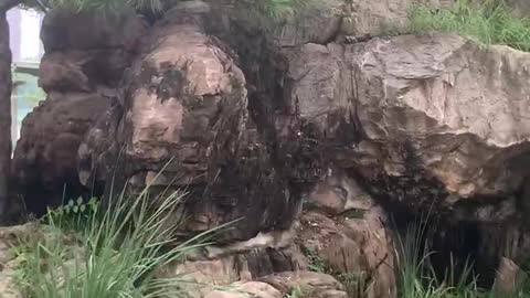 Pine trees growing on the rockery!