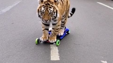 Tiger on Roller Skating