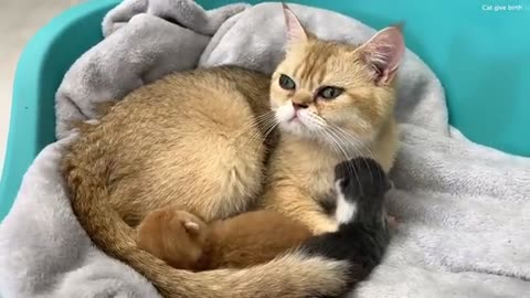 Adopted kitten kisses mom cat so that she feeds him