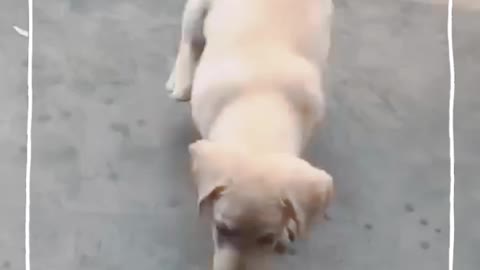 Labrador cute pappy