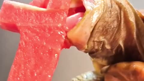 Tortoise Eating watermelon