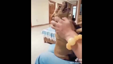 Funniest Cats And Dogs - Best Of The 2022 Funny Animal Videos.#21