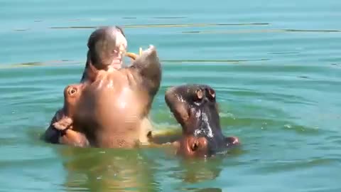 Hippo animal in lake waters playing