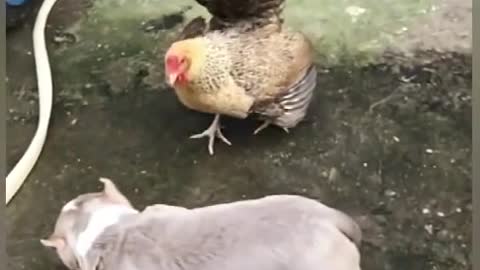 Chicken VS Dog Funny Fight_03