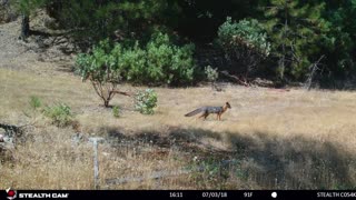 2018 07-21 Game Cameras Shasta County, CA