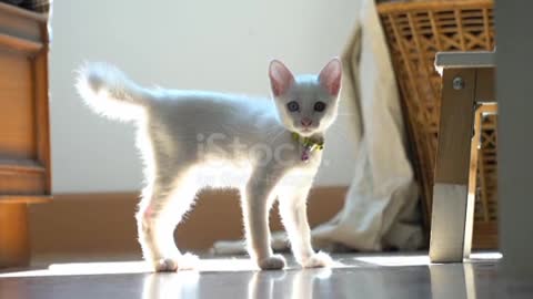 The odd-eyes cat playing in the house.