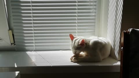 Cute cat playing with his tail