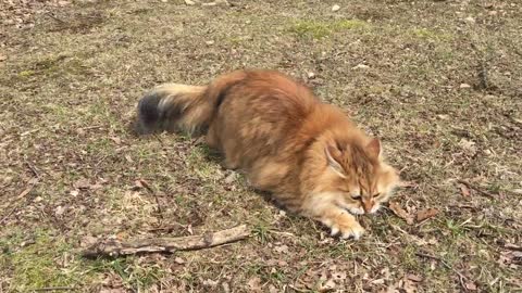 Gato Siberiano se asusta en cámara