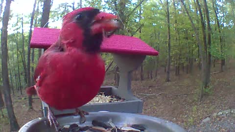 Cardinal at sunset