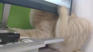 Computer Screen Blocks Cat Scratch