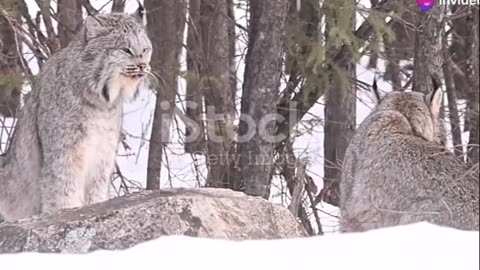 The Canadian lynx with its tufted ears