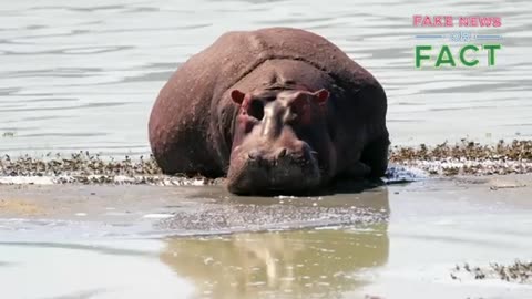 FYI_ Can hippos fly Fake news or fact