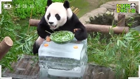 Zoo panda tv