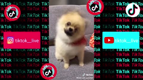 Funny Pets TikTok Shape of you Ed Sheeran Compilation