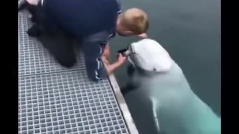 Guy drops his phone but this beluga whale ,,,,