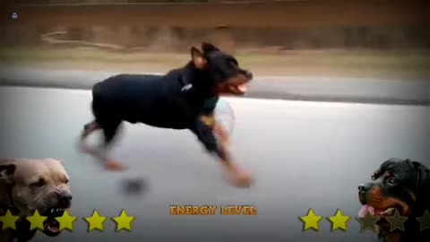 Rottweiler dog