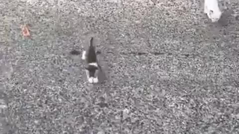 Guy Stops to Save a Kitten, Gets Ambushed