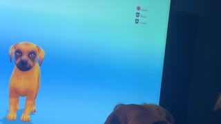 Puggle Confused by SIM Puggle